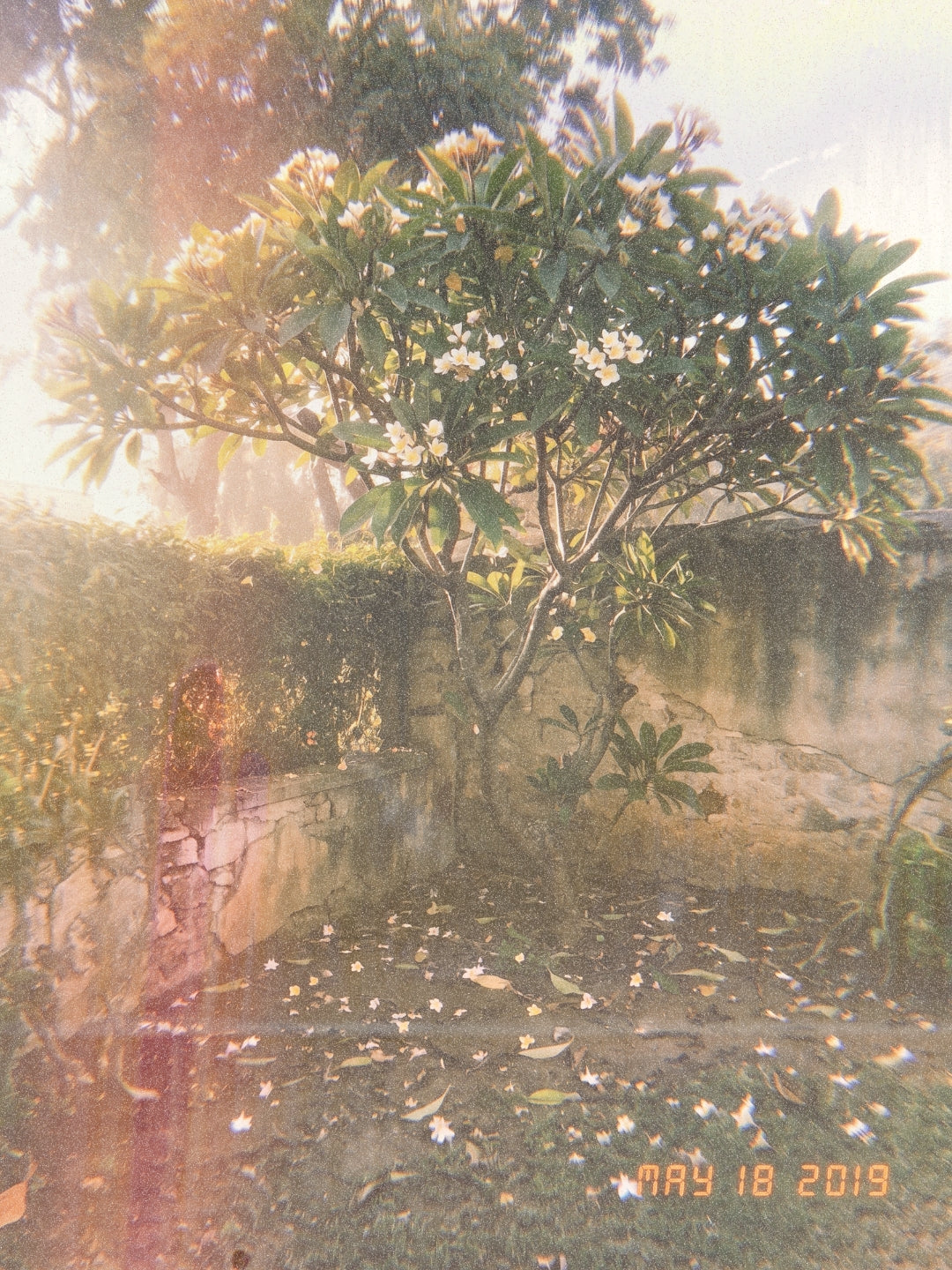 Plumeria Rosa